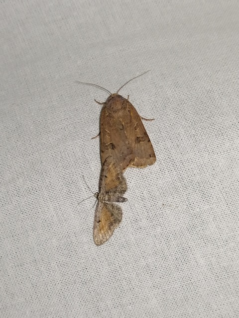 Eupithecia icterata - rozsdafoltos törpearaszoló