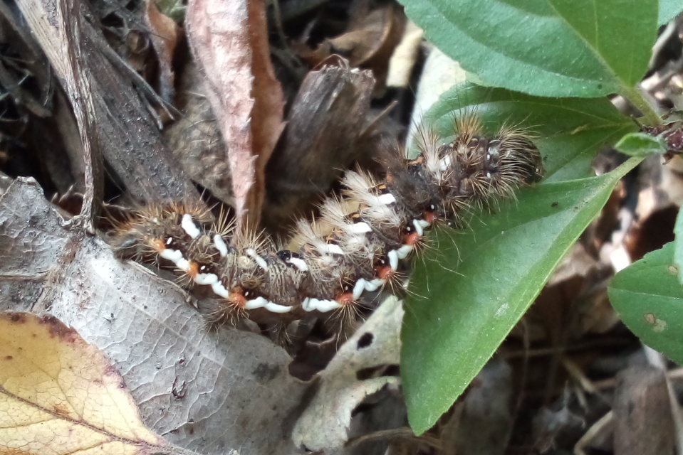 Acronicta rumicis - sóska-szigonyosbagoly