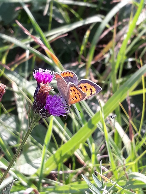 Lycaena phlaeas - közönséges tűzlepke
