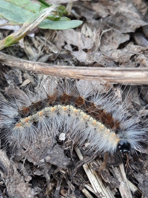 Hyphantria cunea - amerikai fehér medvelepke