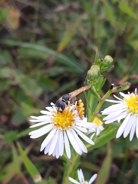 Philanthus triangulum - közönséges méhfarkas