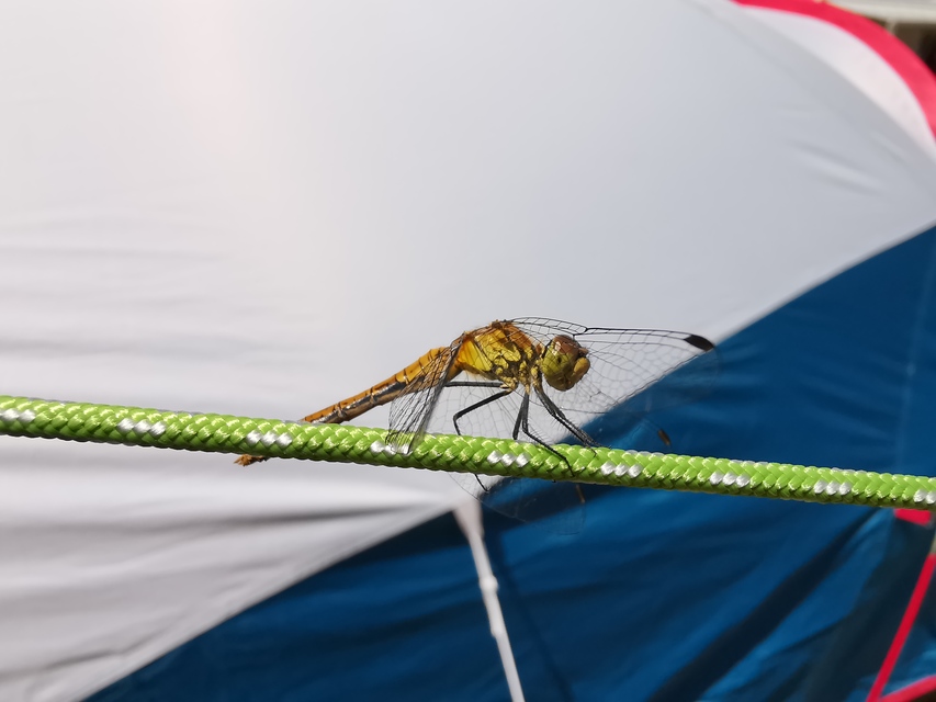 Sympetrum sanguineum - vörös katona-szitakötő
