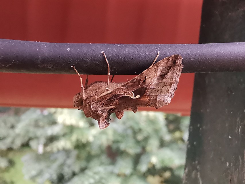 Autographa gamma - gammalepke