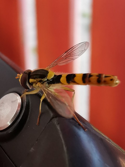 Sphaerophoria scripta - tarka darázslégy