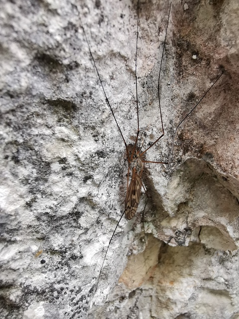 Tipula