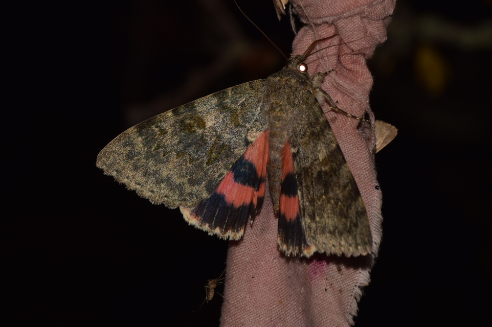 Catocala elocata - közönséges övesbagoly