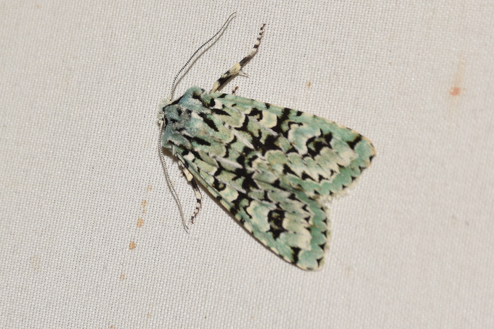 Griposia aprilina - őszi zöldbagoly