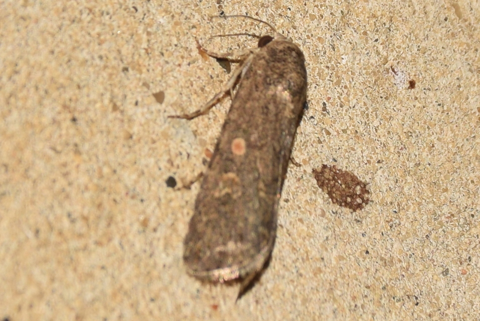 Spodoptera exigua - apró jegyesbagoly