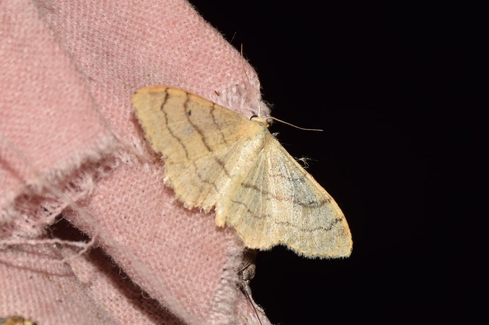 Idaea deversaria - egyszínű sávosaraszoló