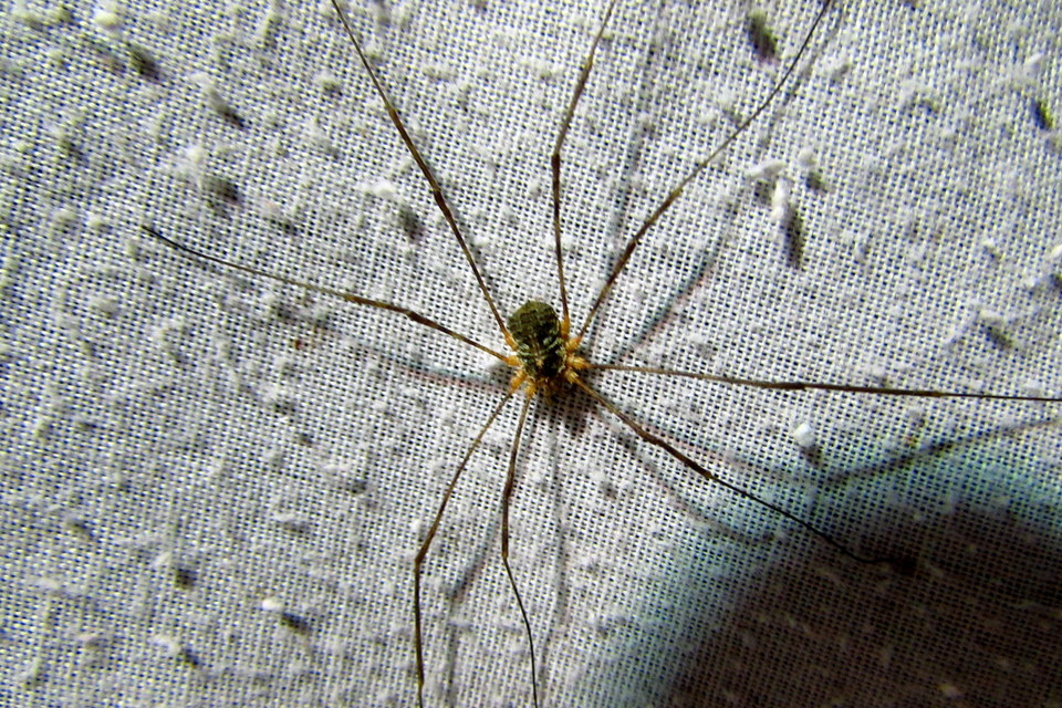 Lacinius dentiger