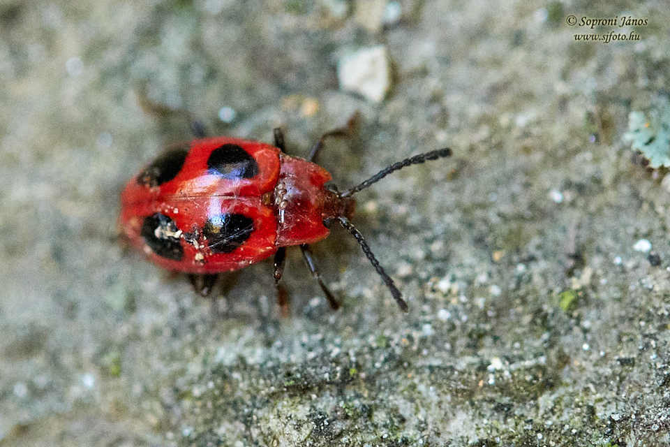 Endomychus coccineus - négypettyes álböde