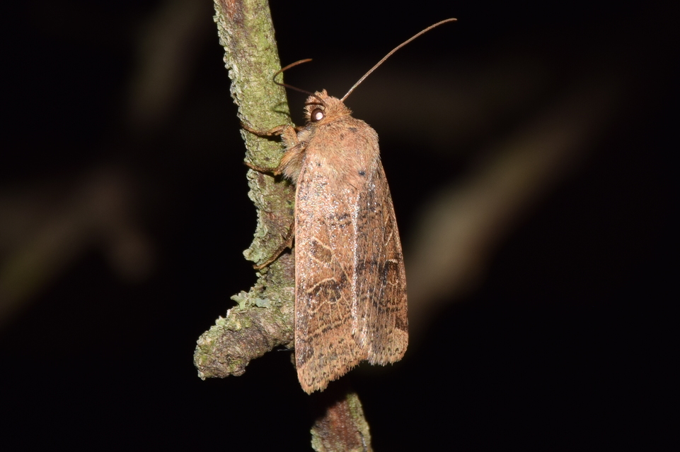 Anchoscelis nitida - rozsdabarna őszibagoly