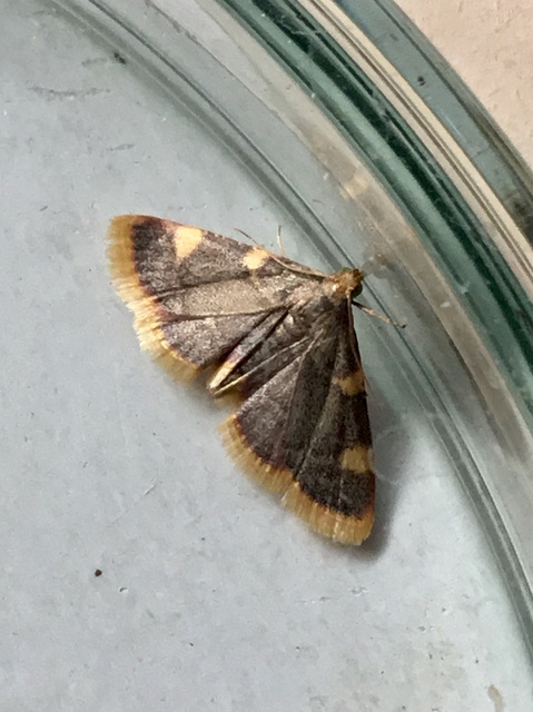 Hypsopygia costalis - szénailonca