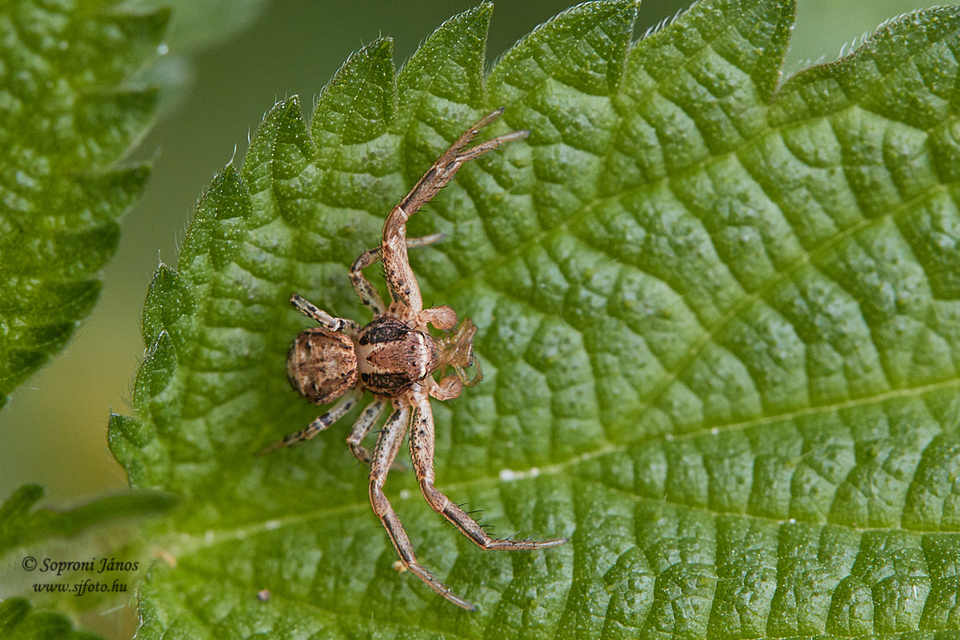 Xysticus
