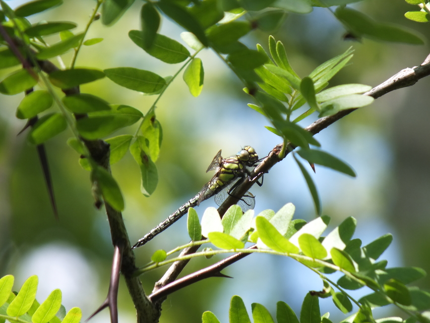 Brachytron pratense - szőrös karcsúacsa