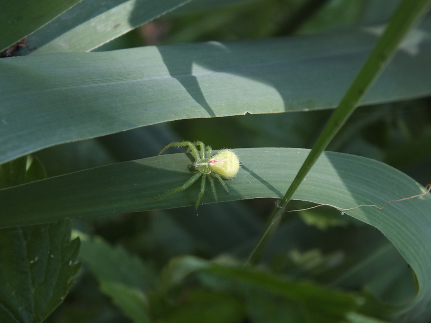 Heriaeus