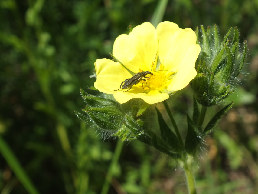 Oedemera flavipes - sárgalábú álcincér Oedemera flavipes - sárgalábú álcincér