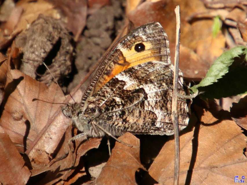 Hipparchia semele - barna szemeslepke Hipparchia semele - barna szemeslepke