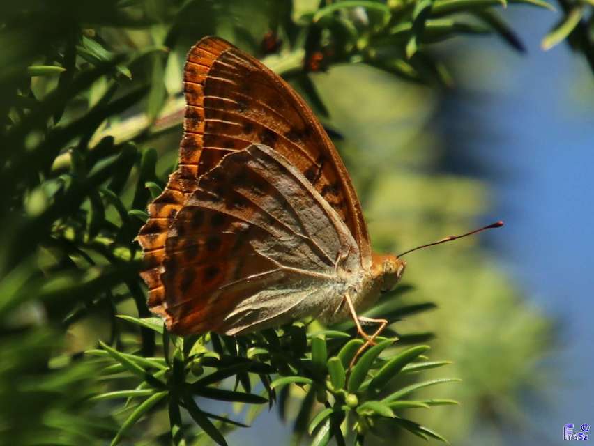 Argynnis paphia - nagy gyöngyházlepke