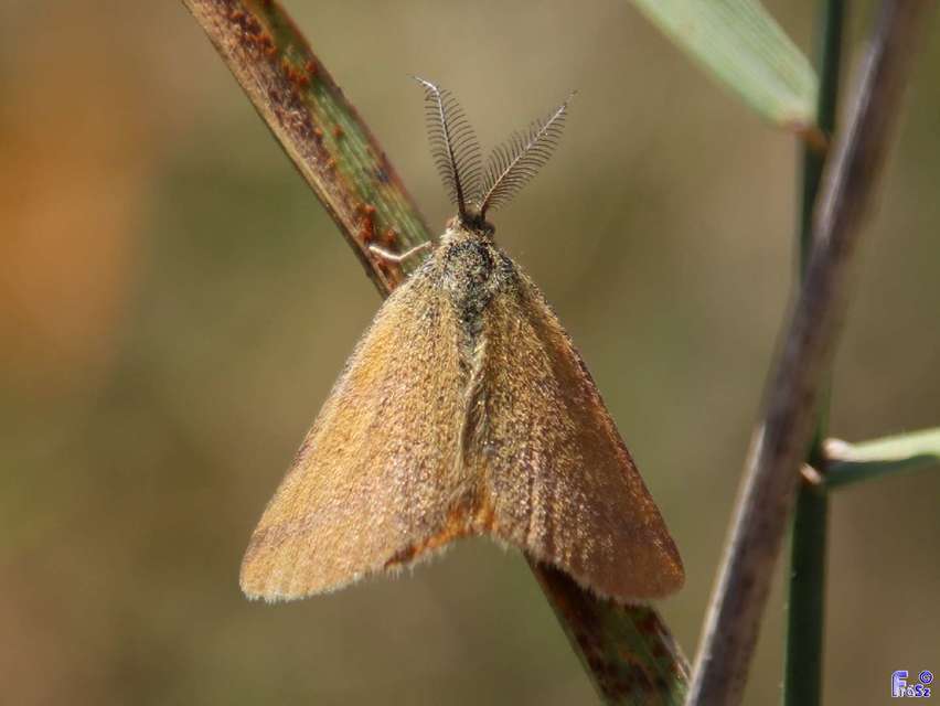 Lythria purpuraria - bíborsávos araszoló