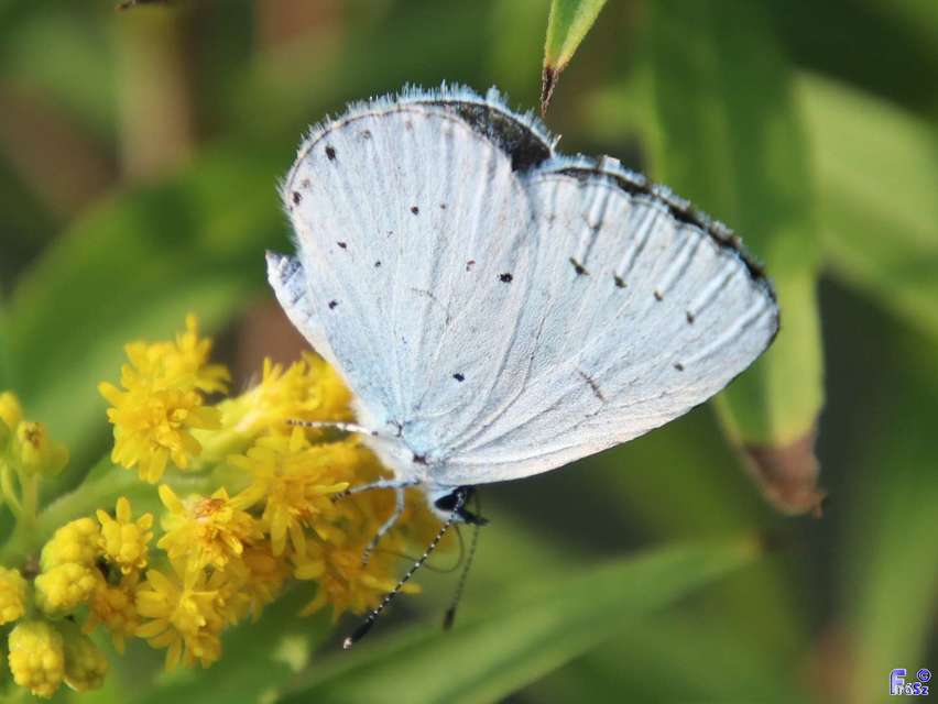 Celastrina argiolus - bengeboglárka