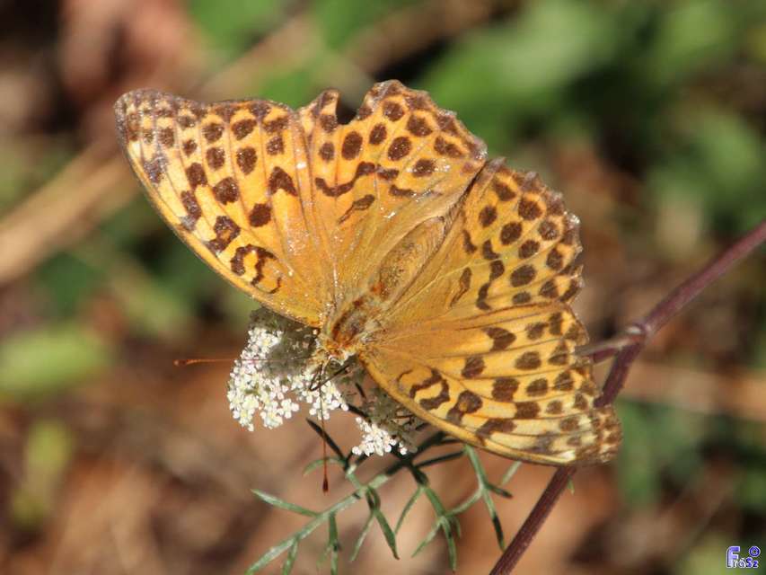 Argynnis paphia - nagy gyöngyházlepke