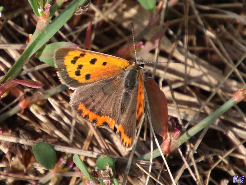 Lycaena phlaeas - közönséges tűzlepke