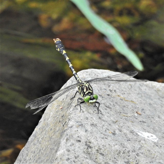 Onychogomphus forcipatus - gyűrűs folyami-szitakötő