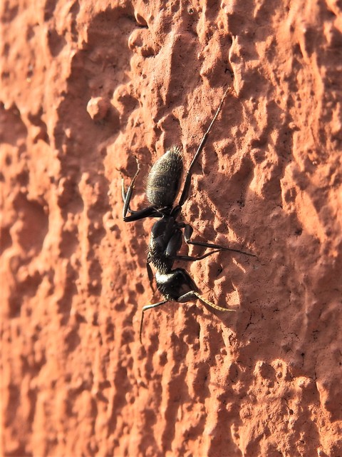 Camponotus vagus - fekete lóhangya
