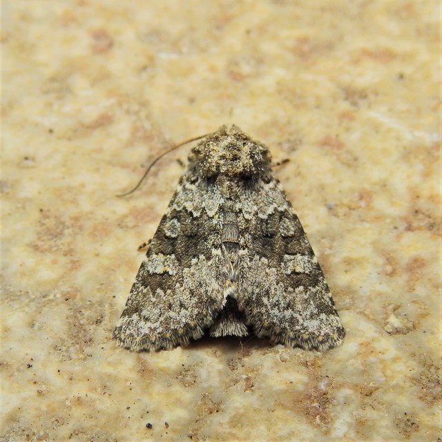 Hecatera dysodea - parajbagoly