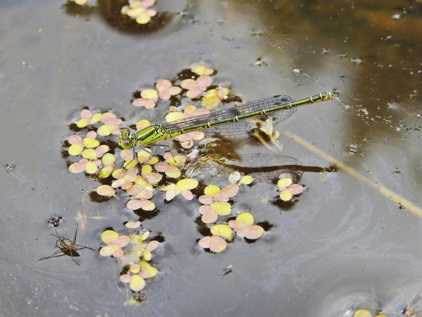 Erythromma viridulum - kis pirosszemű-légivadász