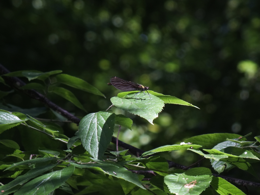Calopteryx virgo - kisasszony-szitakötő
