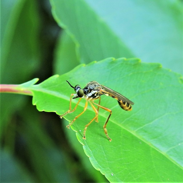 Dioctria linearis - karcsú héjalégy