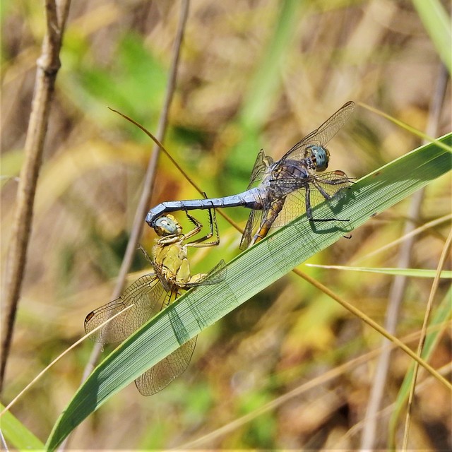 Orthetrum coerulescens - karcsú pásztorszitakötő