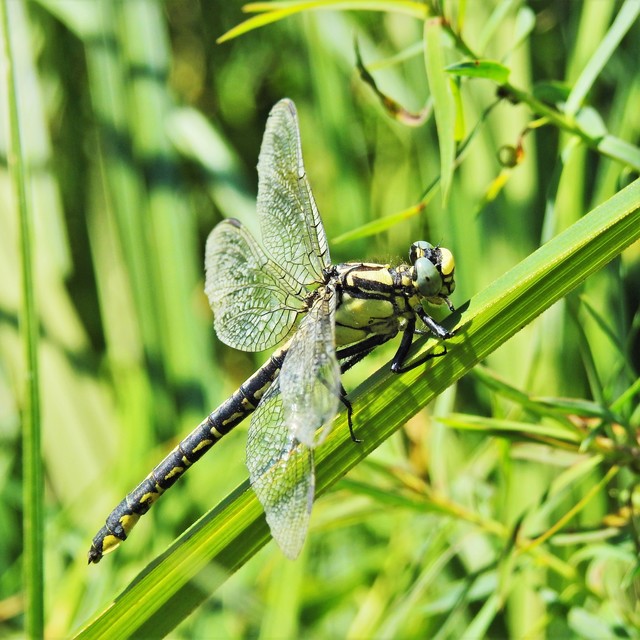 Gomphus vulgatissimus - feketelábú folyami-szitakötő