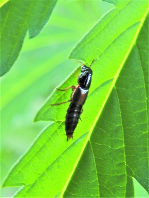 Quedius cinctus - szegélyes mohaholyva