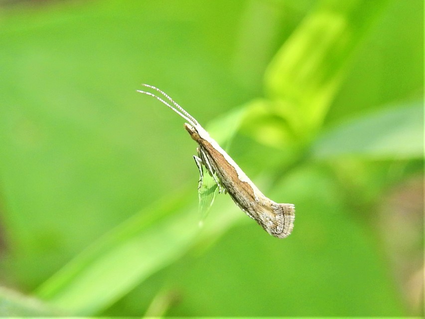 Plutella xylostella - káposztamoly