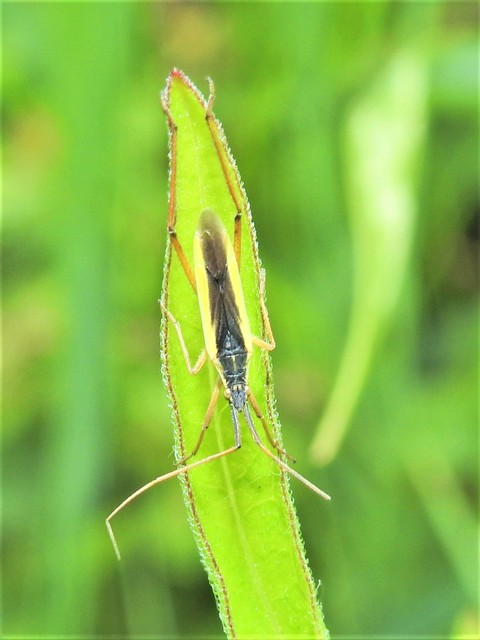 Notostira