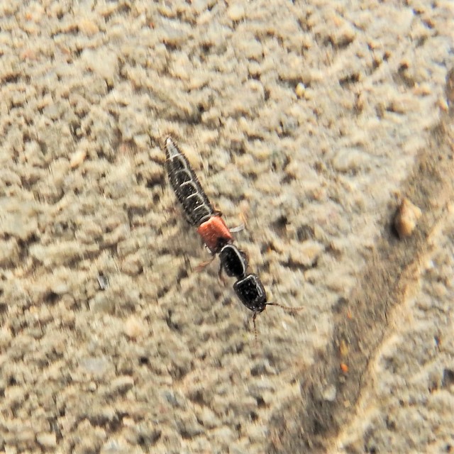 Gauropterus fulgidus - fényes rovátkásholyva