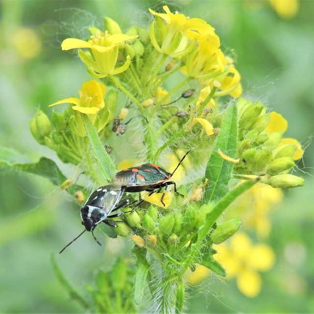 Eurydema oleracea - paréjpoloska Eurydema oleracea - paréjpoloska