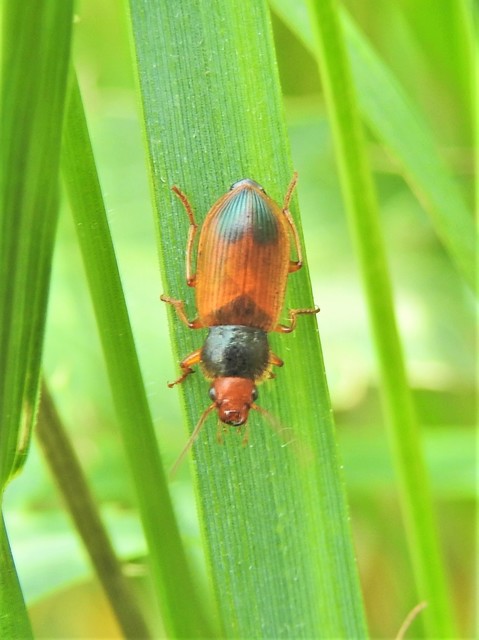 Diachromus germanus - német tarkafutó