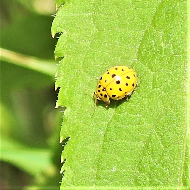 Psyllobora vigintiduopunctata - huszonkétpettyes katica