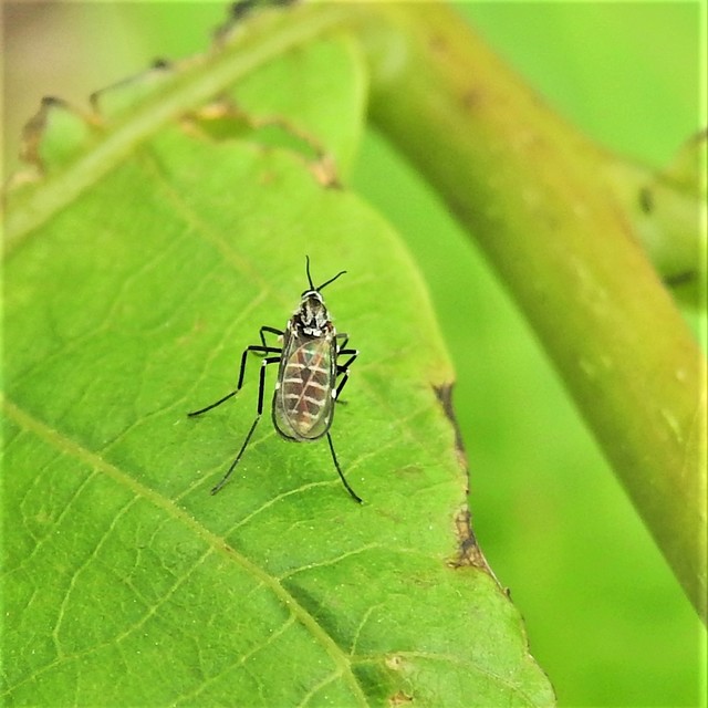 Cecidomyiidae - gubacsszúnyogok