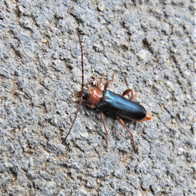 Phymatodes testaceus - változékony korongcincér