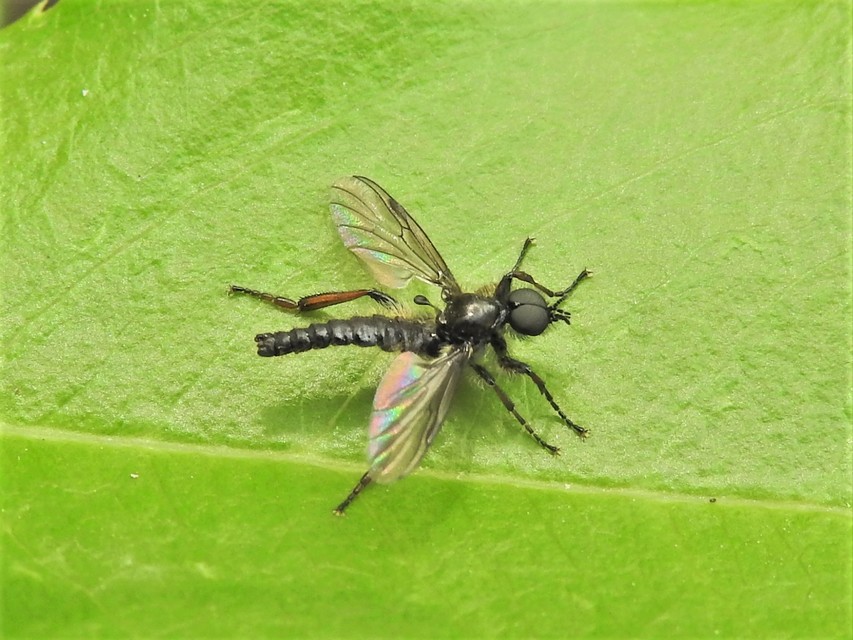 Bibionidae - bársonylegyek