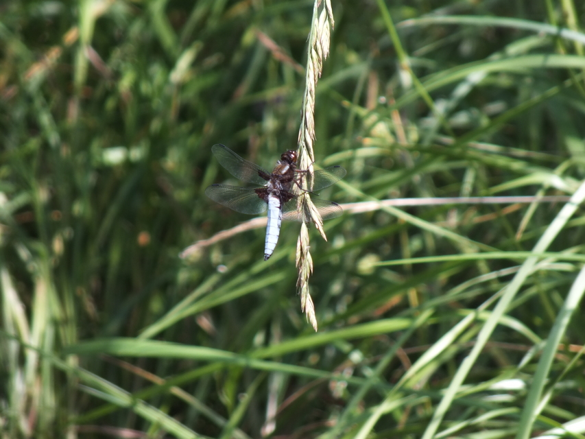 Libellula depressa - széles laposacsa