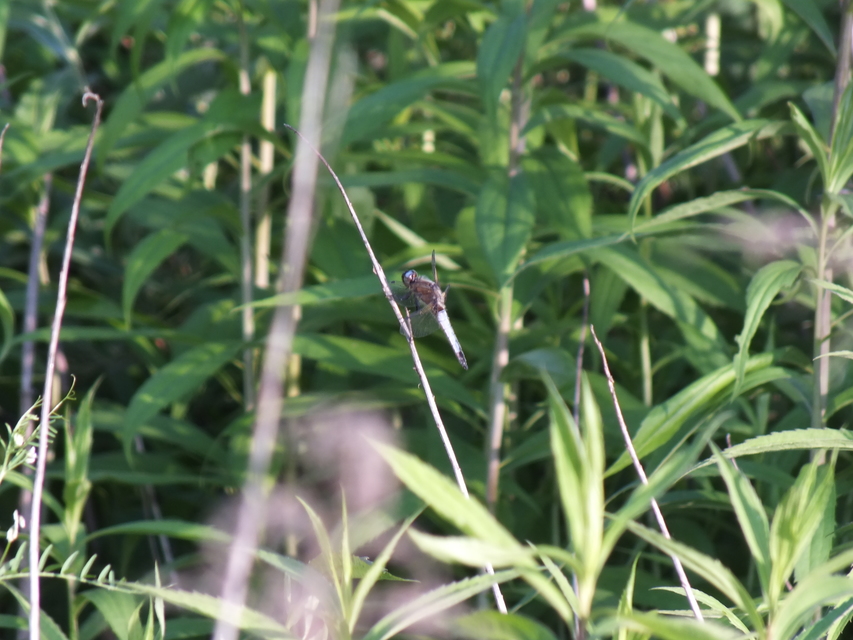 Libellula fulva - kisfoltos laposacsa