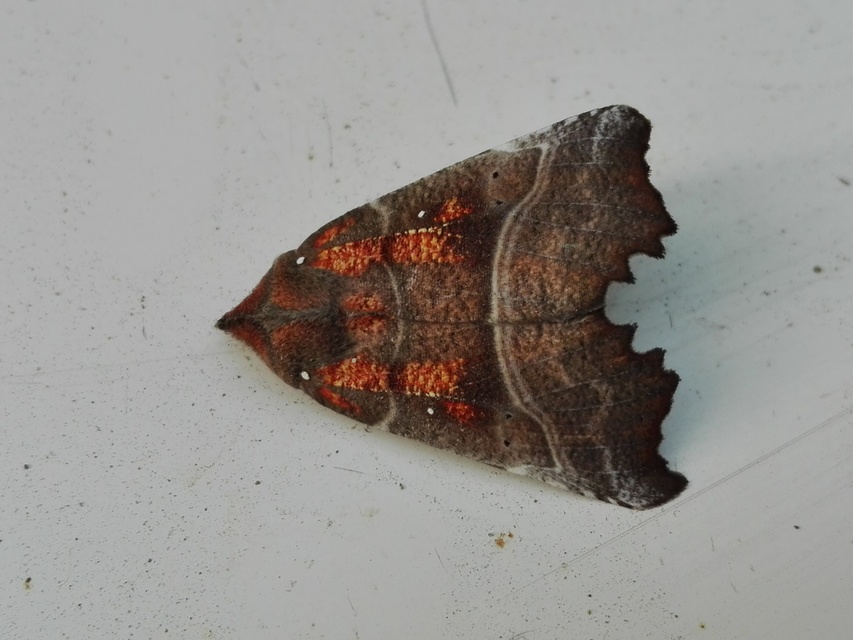 Scoliopteryx libatrix - vörös csipkésbagoly