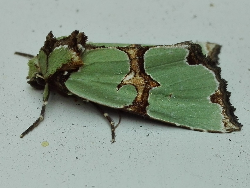 Staurophora celsia - buckabagoly