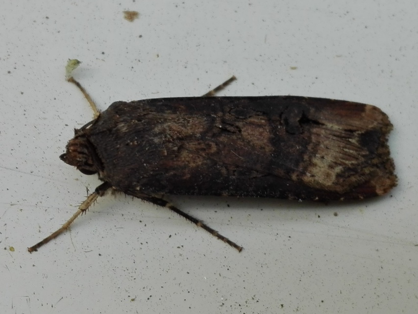 Agrotis ipsilon - nagy földibagoly
